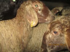 Большая партия овец без документов не допущена в Крым
