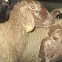 Большая партия овец без документов не допущена в Крым