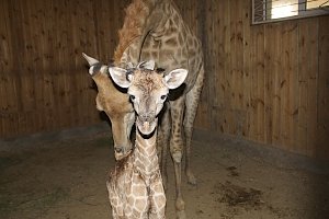 В парке «Тайган» в Крыму родился детеныш жирафа