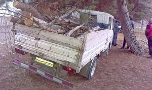 Двух жителей Севастополя поймали на рубке сосен на территории больницы