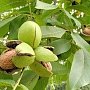 Министерство поселкового хозяйства пообещало помощь производителям ореха в Крыму