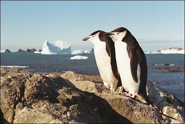 Комиссия Госдумы по этике рассмотрит обращение в связи с туром в Антарктиду депутатов-единороссов Сидякина и Савченко