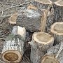 На лесников заповедника в Гурзуфе завели дело за рубку деревьев