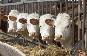 Власти Крыма просят руководство РФ разрешить фермерам забивать скот на подворье