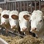 Власти Крыма просят руководство РФ разрешить фермерам забивать скот на подворье