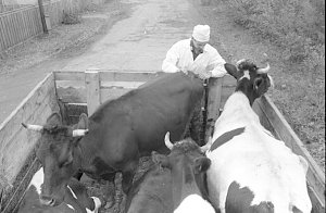 Совмин попросит разрешение подворный забой скота для жителей Крыма