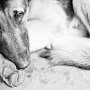 Защитники животных в Севастополе объявили о массовом уничтожении собак