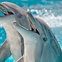 Из Крыма по поддельным документам желали вывезти шестерых дельфинов