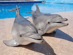Из дельфинария Судака пытались незаконно вывезти животных