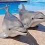 Из дельфинария Судака пытались незаконно вывезти животных