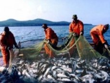 По итогам 2014 года более 75% улова было добыто рыбодобывающими предприятиями Севастополя