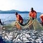 По итогам 2014 года более 75% улова было добыто рыбодобывающими предприятиями Севастополя