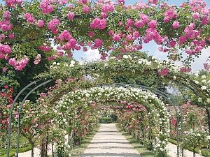 В Никитском ботаническом саду разобьют новый розарий