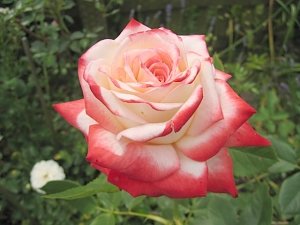 Никитский ботанический сад вывел розу «Крымская весна»