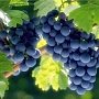 В Крым разработали программу возрождения виноградарства