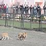 Парк «Тайган» решил не устраивать традиционный выпуск львов