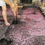 Гендиректора «Массандры» обвинили в злоупотреблениях при покупке виноматериала