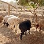 На севере Крыма предложили развивать овцеводство и виноградарство