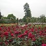 Депутатам городского совета Алушты предложили высадить аллею роз