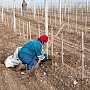 Аграриям Крыма пообещали возместить до 80% расходов на посадку виноградников