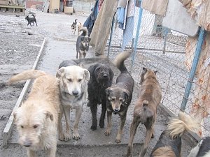 Число бродячих собак в Евпатории выросло до 5 тыс. голов