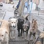 Число бродячих собак в Евпатории выросло до 5 тыс. голов