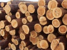 Ялтинский суд осудил лесника, пытавшегося украсть из заповедника древесину