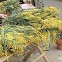 Керчане скупают цветы в преддверии 8 марта