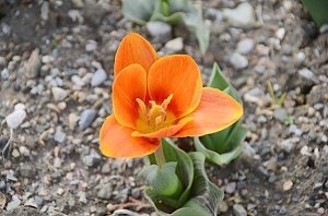 В Никитском саду цветут первые тюльпаны