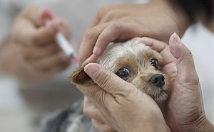 В Севастополе проведут вакцинацию собак и кошек от бешенства