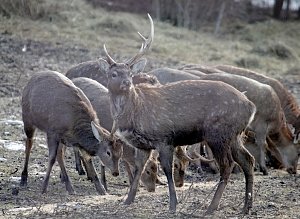 Учет показал рост численности основных видов охотничьих животных в Крыму