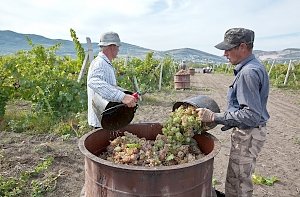 За три года в Крыму наметили вдвое увеличить производство ягод и винограда