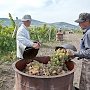 За три года в Крыму наметили вдвое увеличить производство ягод и винограда