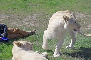 Парк «Тайган» устроил весенний выпуск львов