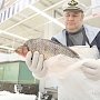 За три года в рыбную отрасль Крыма вложат около 3 млрд рублей