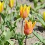 В Никитском ботаническом саду откроется Парад тюльпанов