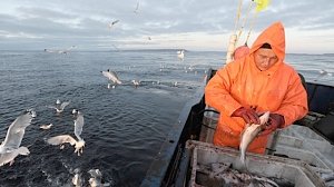 Рыбный промысел в Крыму превысил прошлогодние показатели