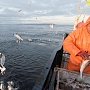 Рыбный промысел в Крыму превысил прошлогодние показатели