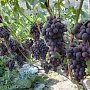 На развитие садов и виноградников Крыму будет выделено 650 млн. рублей