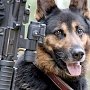 Военные собаки на страже Отечества