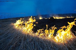 Аграриев обвинили в возникновении лесных и степных пожаров в Крыму