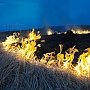Аграриев обвинили в возникновении лесных и степных пожаров в Крыму