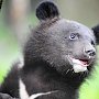 КПРФ попросила Путина проконтролировать спасение гималайских медведей