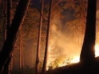 Госкомлес Крыма проводит мероприятия по предотвращению возгораний в горно-лесной зоне Крыма