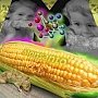 ГМО: разрешить нельзя запретить