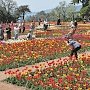 Никитский ботанический сад открыл выставку тюльпанов