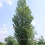 В Керчи посадят «Дерево Победы»