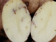 ​На въезде в Крым была обнаружена крупная партия картофеля, заражённого карантинным вредителем