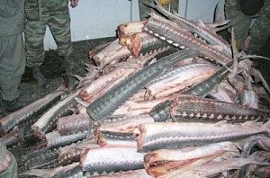 8 тонн рыбы, занесенной в Красную книгу, изъяты полицейскими