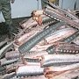 8 тонн рыбы, занесенной в Красную книгу, изъяты полицейскими
